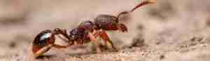ant control