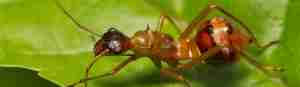 ant