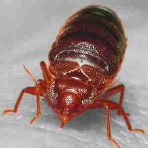 bed-bug control