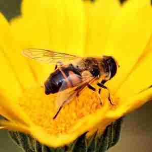 bees