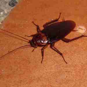 cockroaches