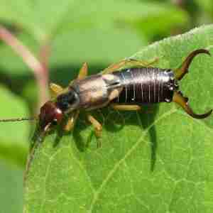 earwigs