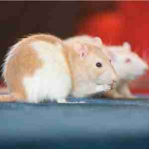 rodents control in NJ