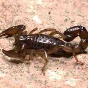 scorpions