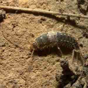 silverfish