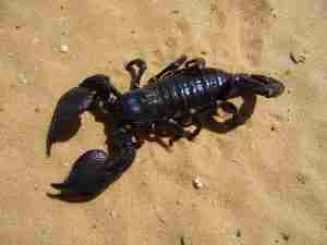 black scorpion