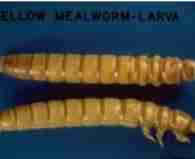 saw toothed grain beetles 195x159 33 Stored Product Pests