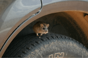 Mice control Edison NJ