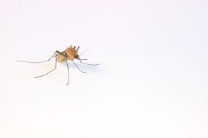 Mosquitoes Pest Control New Jersey