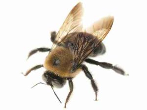 Carpenter Bee Exterminator near me