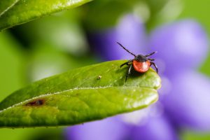 Ticks Control