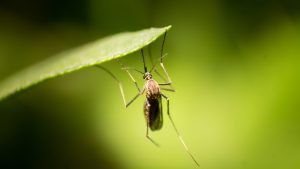 a bug on a leaf