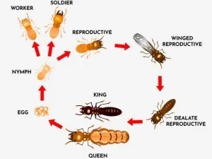 the-life-cycle-of-a-termite-in-new-jersey