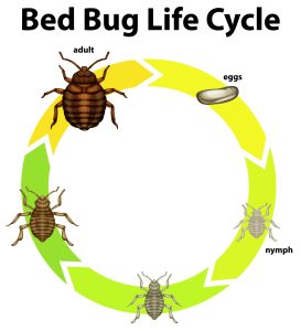 Bed Bug