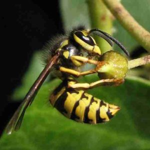 yellow jackets Removal