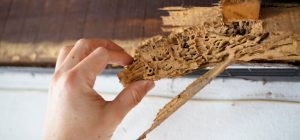 Residential pest Control services