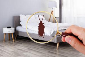 Cockroach Control