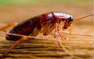 Roaches Control Near Me