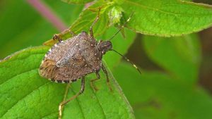 stink bug pest control new jersey