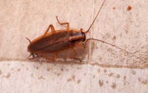 Cockroach control in cental Jersey