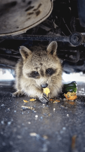 24/7 Pest Control Services
