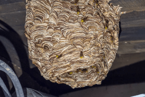 Bees Control in Central New Jersey