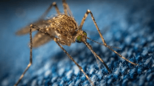 Mosquitoes Control in central NJ