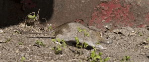 NJ Rodent Control And Mice Pest Control