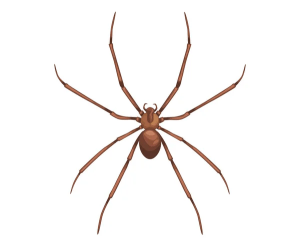 Spider exterminator near me