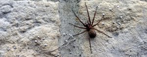 Spider Exterminator near me in NJ