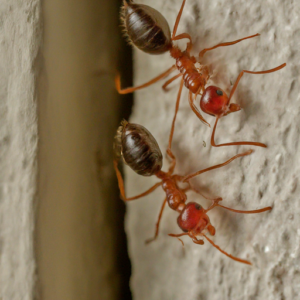 house ants exterminator in NJ