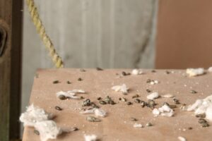 mice droppings