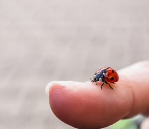 eco-friendly pest control methods