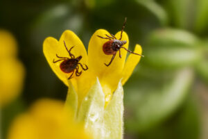 Ticks Control New Jersey