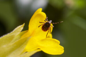 Ticks Control New Jersey