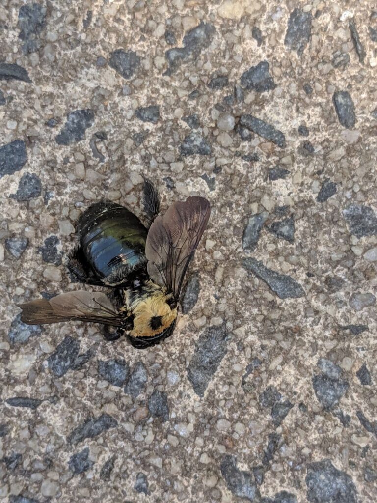 carpenter bee exterminator NJ