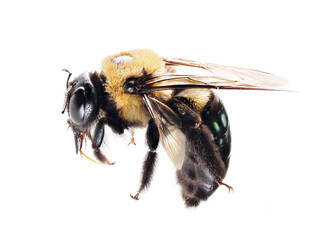 Carpenter Bee Exterminator NJ