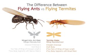Flying ant versus termite NJ