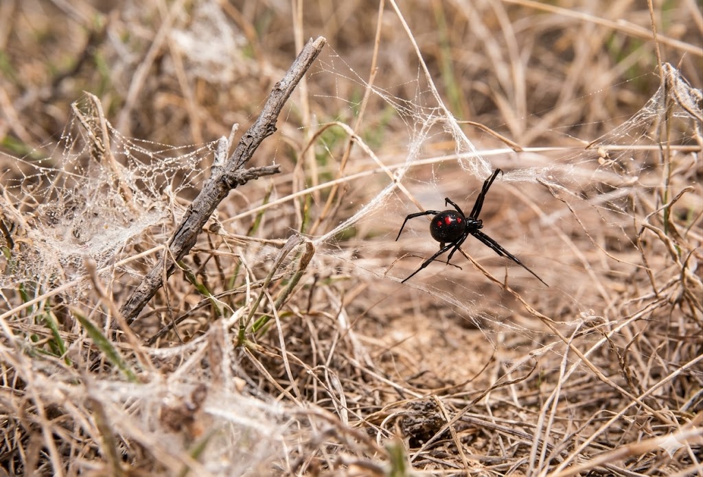 Spider Exterminator 1 Black Widow Spider NJ