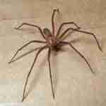 Brown-recluse