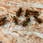 Pest Control Bernadrsville NJ