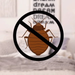 bed bug