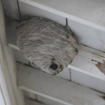 Balds Face Hornet Nests in NJ