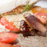 pest-control-services